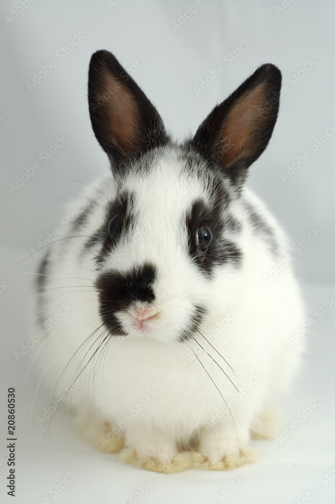 lapin lapin