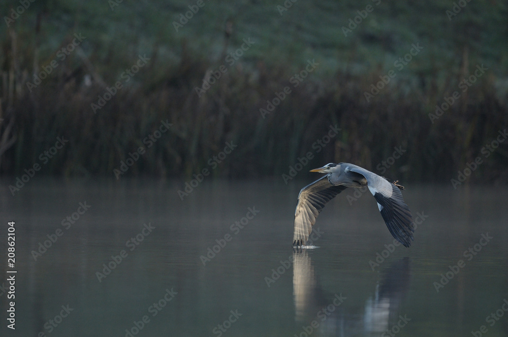 Fototapeta premium oiseau en vol
