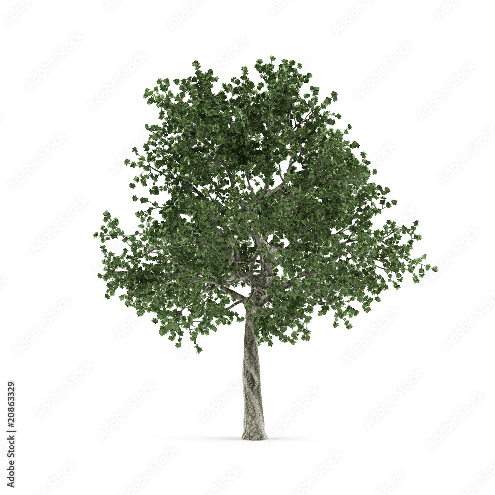 Obraz premium Tree.