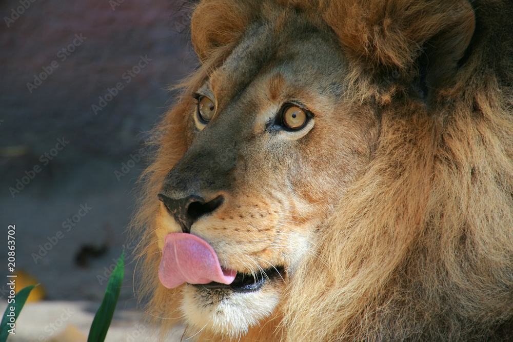 Fototapeta premium lion head and tongue