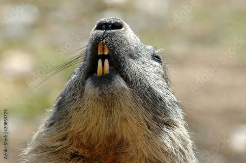 Marmotta