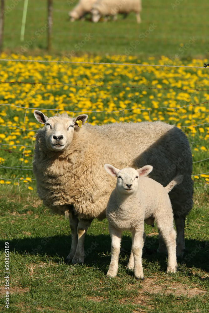Obraz premium Mother sheep with little lamb looking at you