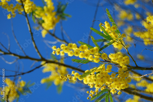 Rametti di Mimosa