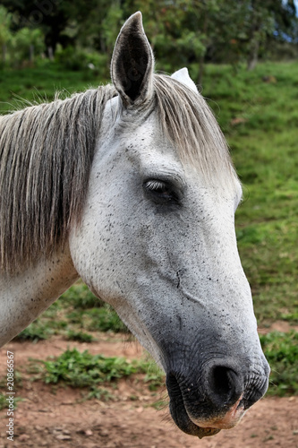 Wild white horse on natural green background.