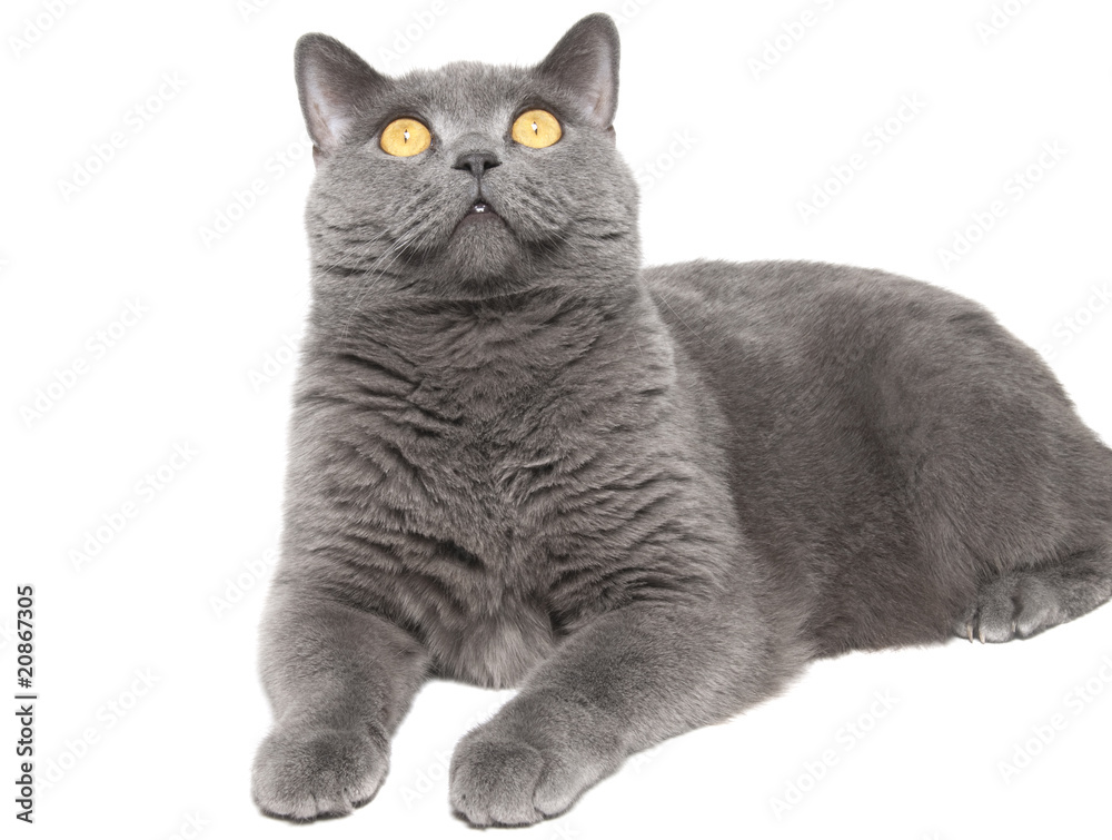 Fototapeta premium The British cat