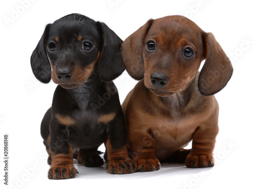 Pair of Smooth-haired Dachshunds photo