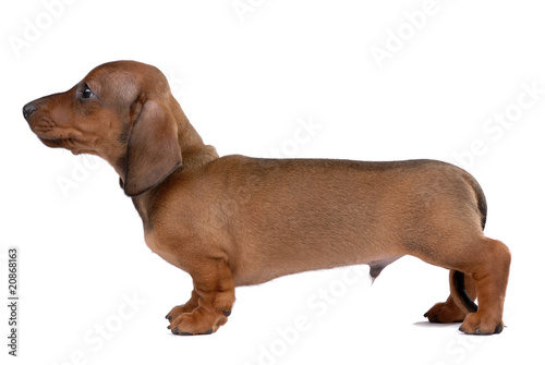 Smooth-haired Dachshund