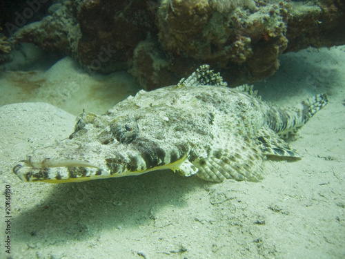Red Sea Crocodile Fish