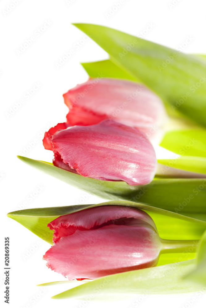 Lots of pink tulips Lots of pink tulips