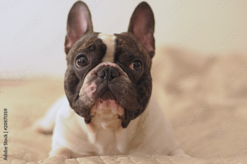 Obraz premium chien