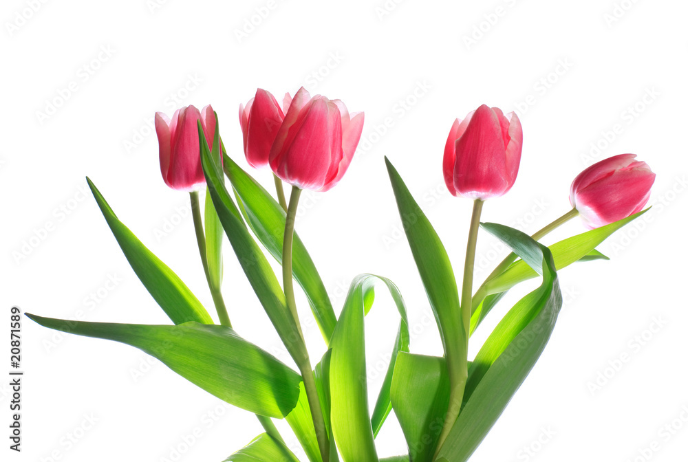 holiday tulips bouquet isolated on white