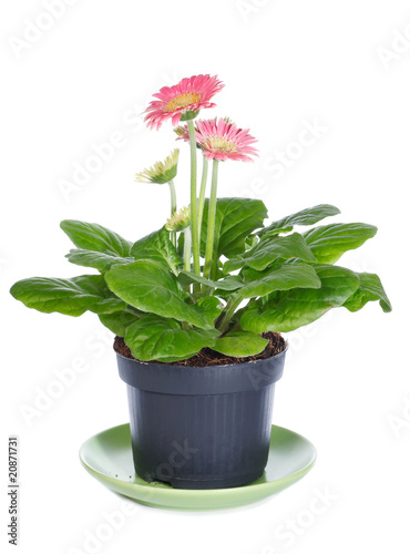 Pink gerbera in flowerpot