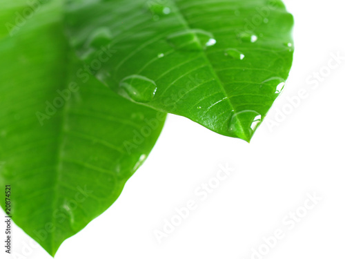 leaf green  raindrop