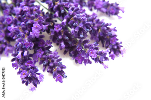 lavender in closeup over white background