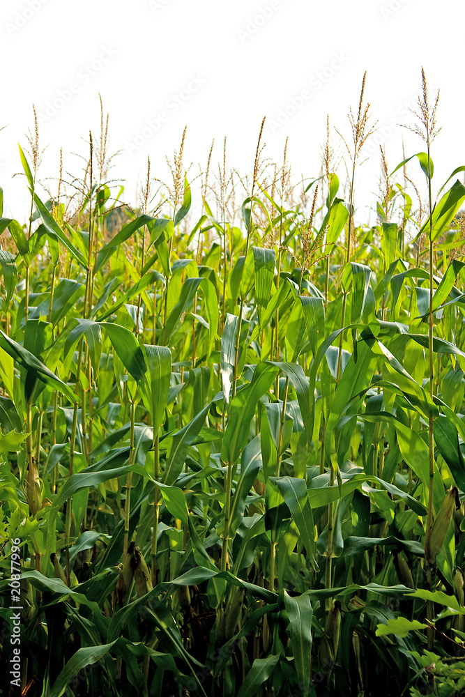corn field corn field