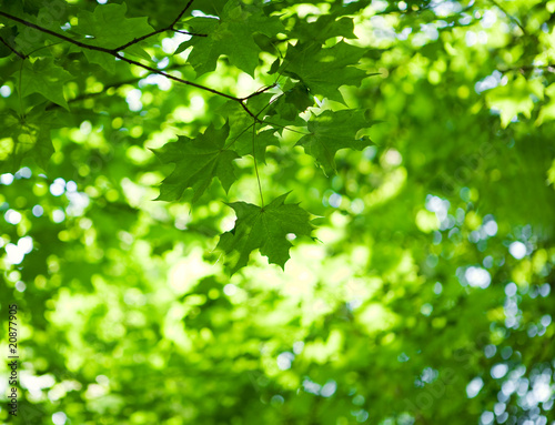 foliage of mapple on a blurry background of foliage