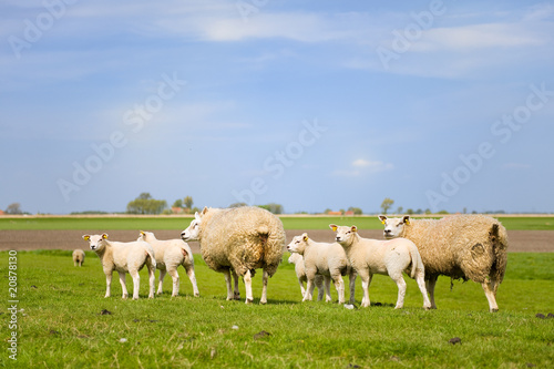 Sheep and lambs photo