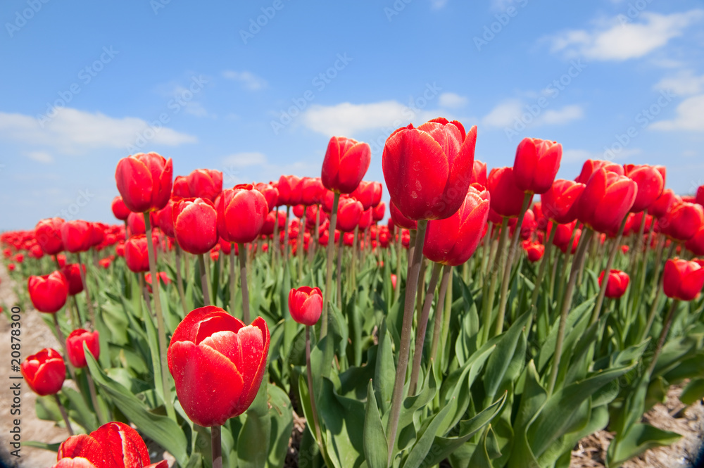 Tulip bulb fields in Holland