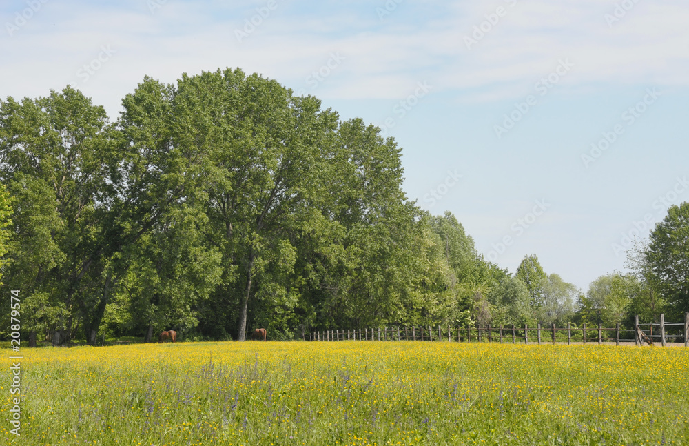 Springtime rural landscape