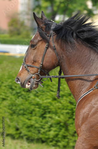 Running horse detail