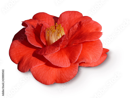 fleur de camélia rouge
