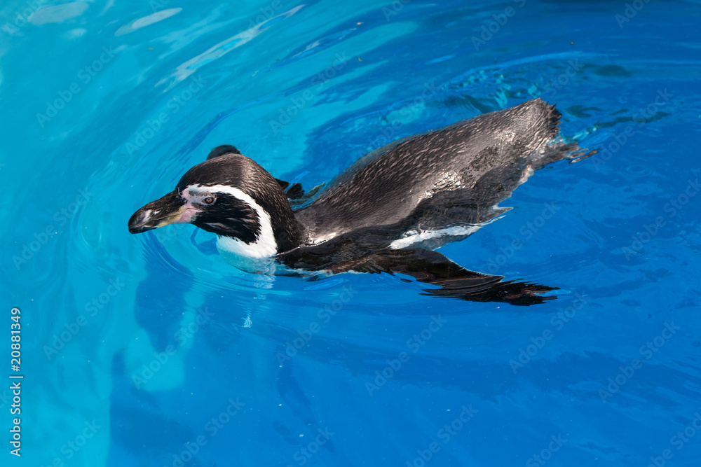 Naklejka premium Swimming penguin