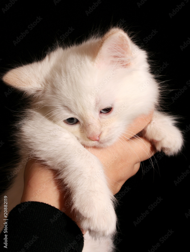 Young white kitten on black background Young white kitten on black background
