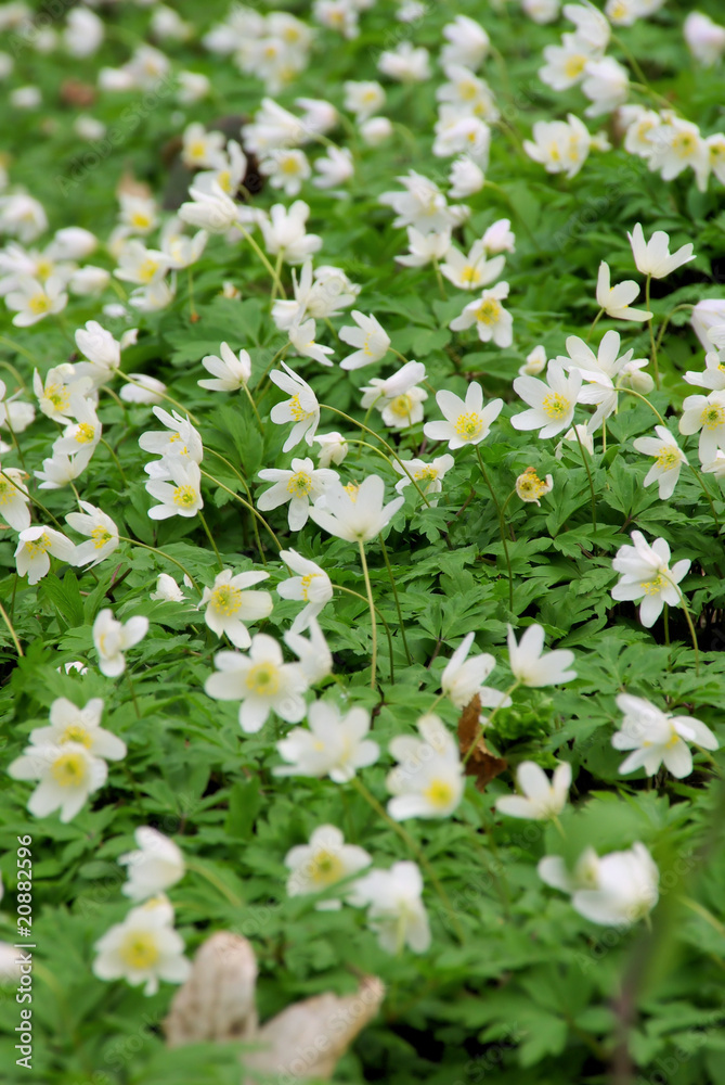 Anemone 10 Anemone 10