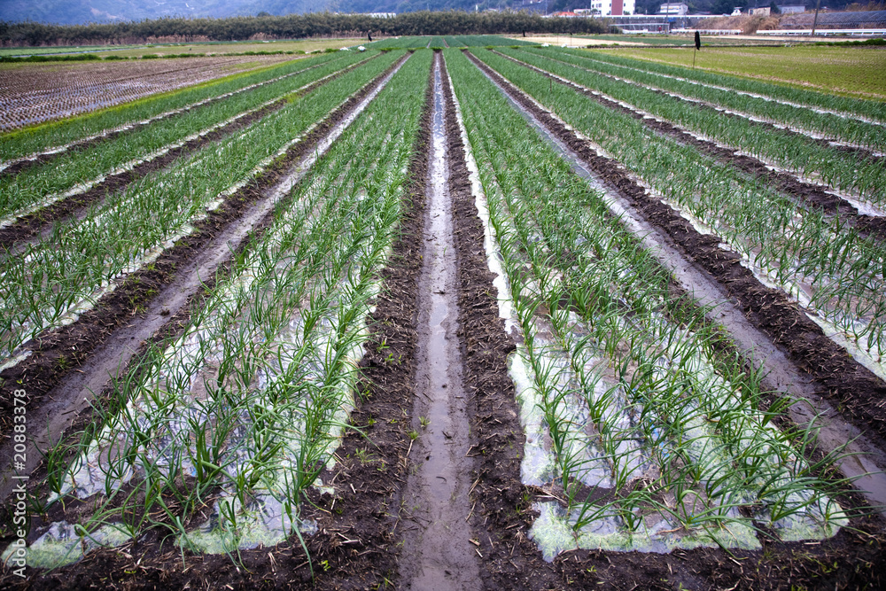 Onion field in winter Onion field in winter