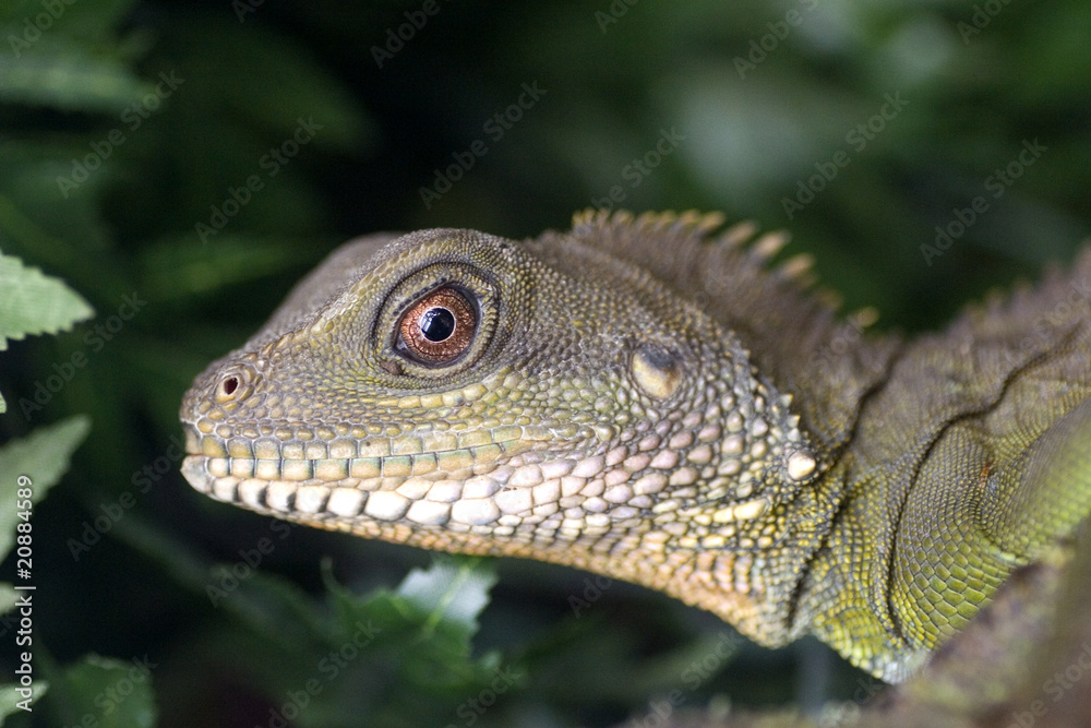 Fototapeta premium Emerald iguana