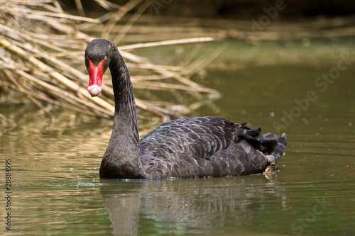 Fototapeta Naklejka Na Ścianę i Meble -  Black Swan swim in a pond and look to you