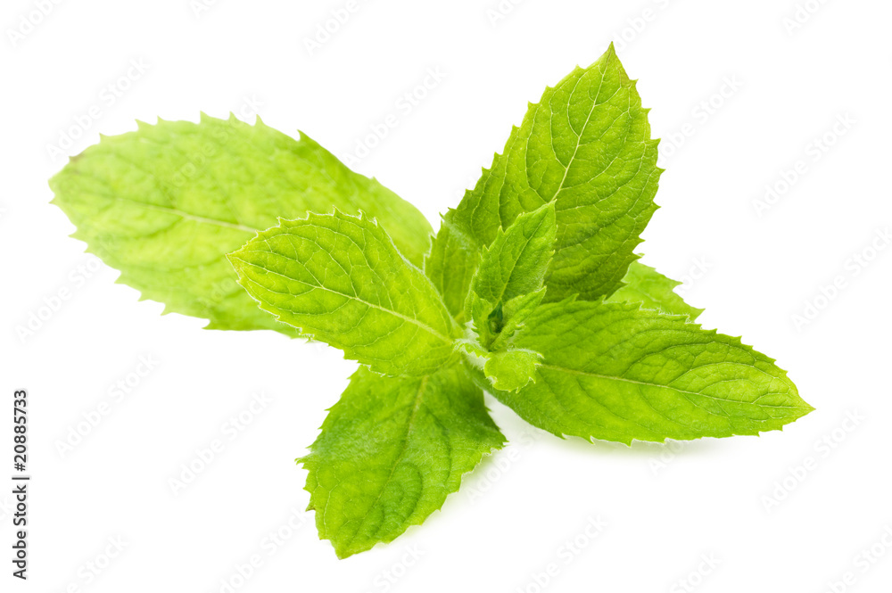 Leaf spearmint on white background Leaf spearmint on white background