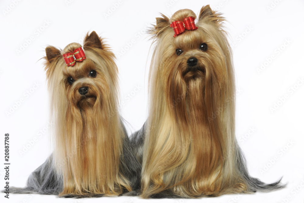 Naklejka premium ceux yorkshire terriers dans la même posture - mimétisme