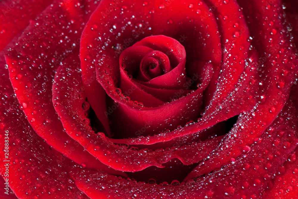 rose rose