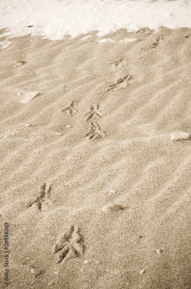 Bird tracks in the winter sand Bird tracks in the winter sand