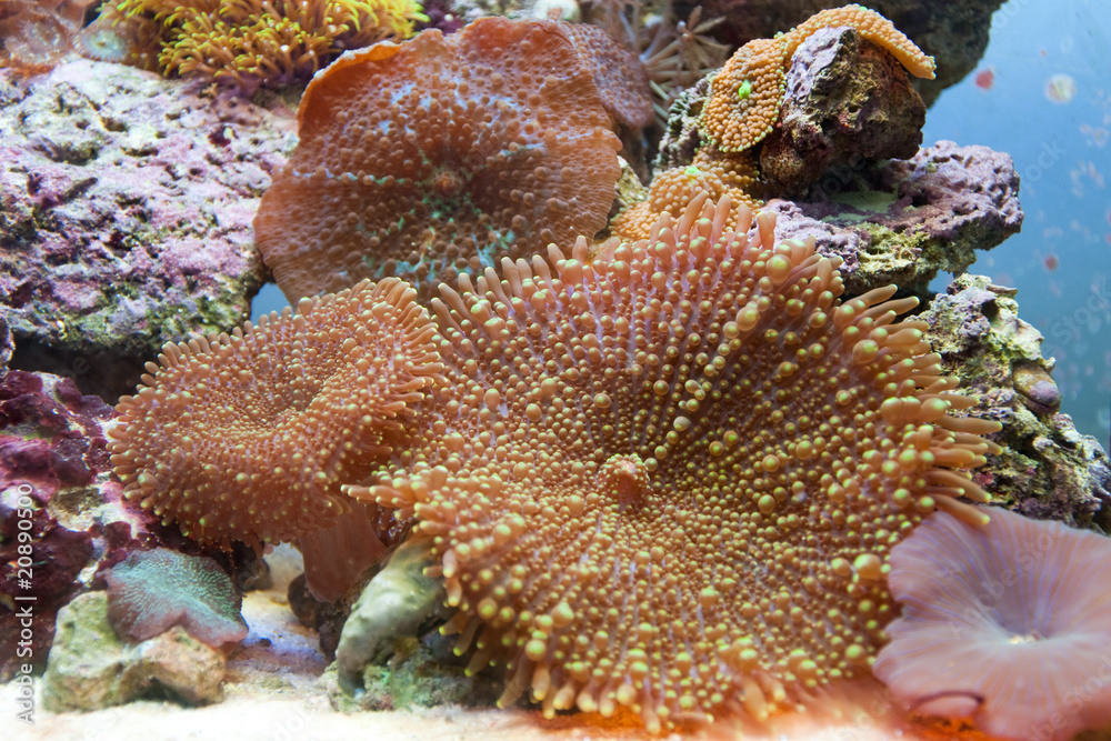 Naklejka premium corallo actinodiscus