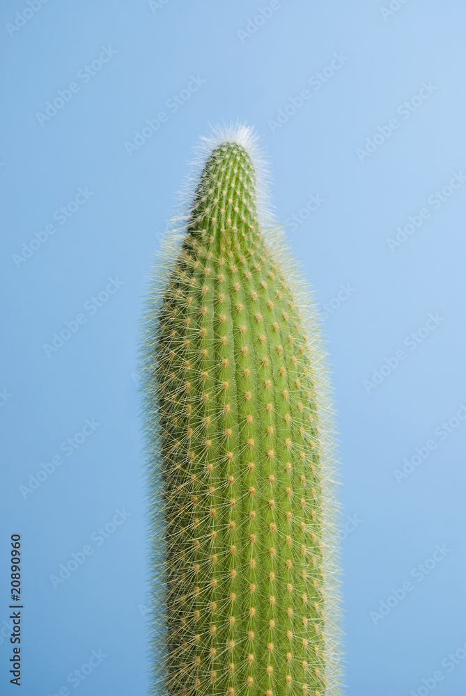 slim cactus on blue background slim cactus on blue background