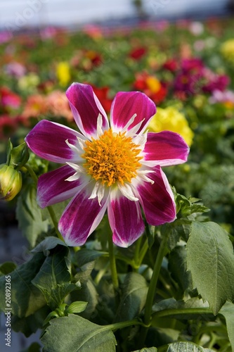 Garden with dahlias