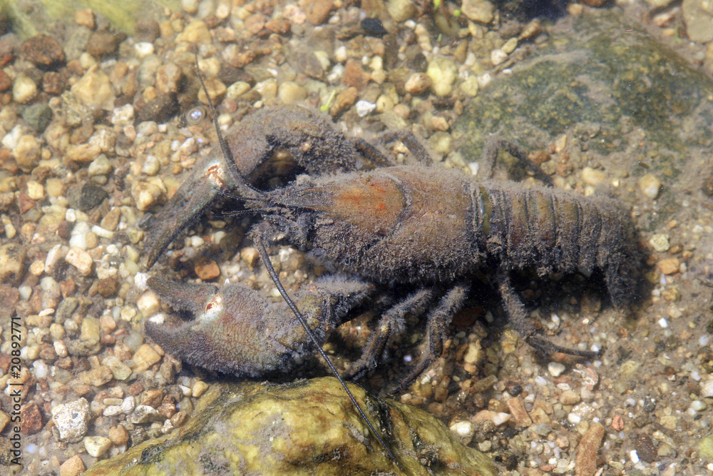 Europäischer Flusskrebs