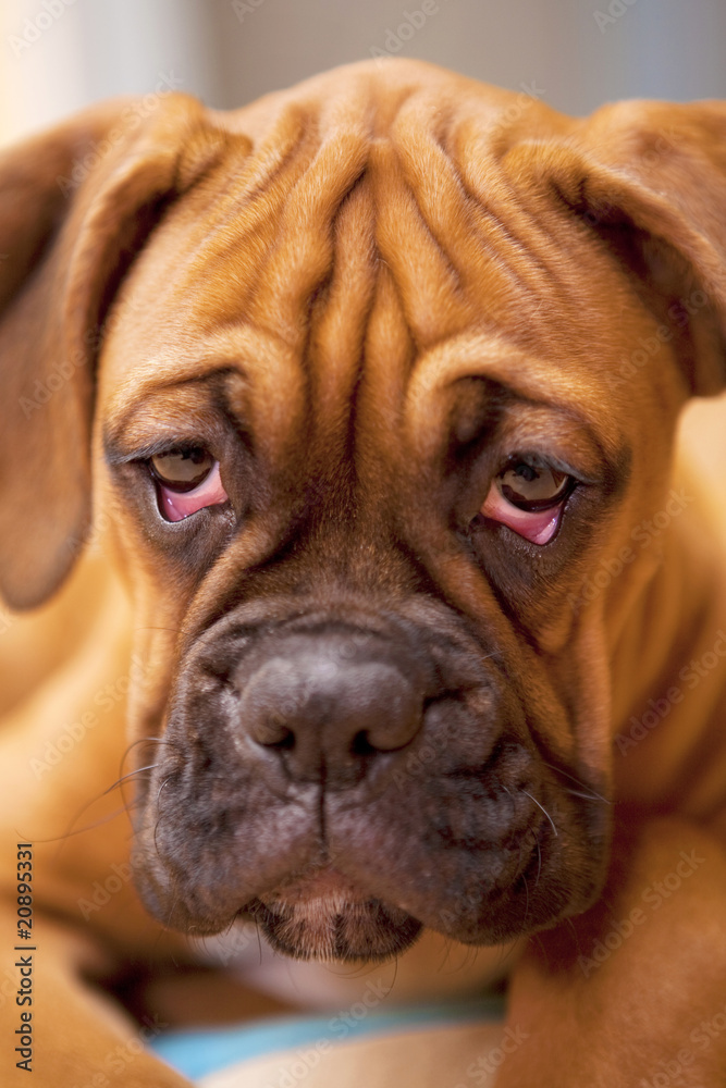 German Boxer - puppy dog with sad eyes