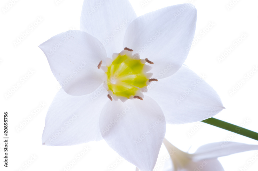 Obraz premium Lilly