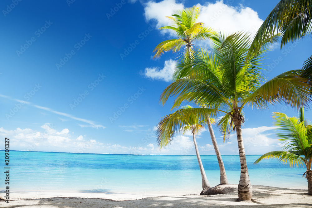 Caribbean sea and coconut palms Caribbean sea and coconut palms