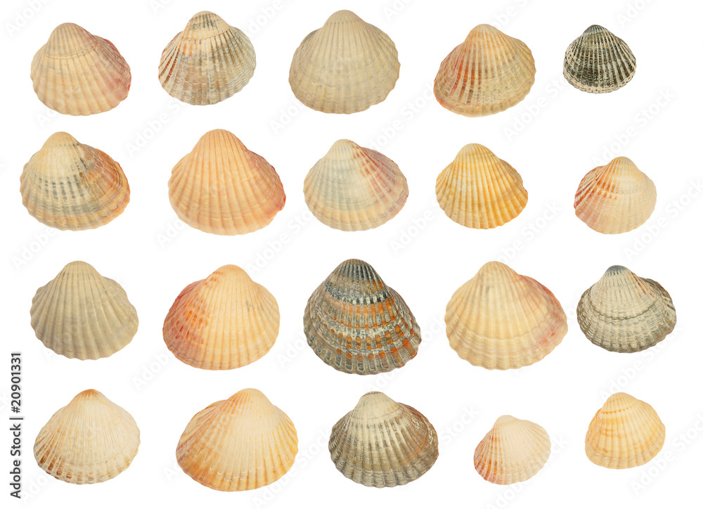 Set of shells isolated Set of shells isolated