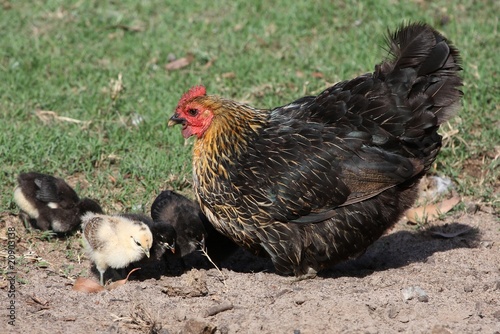 Hen and Chicks