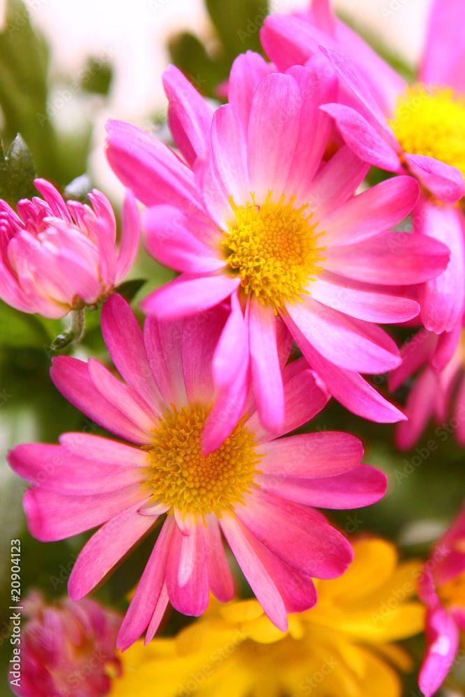 chrysanthemen-blumen chrysanthemen-blumen
