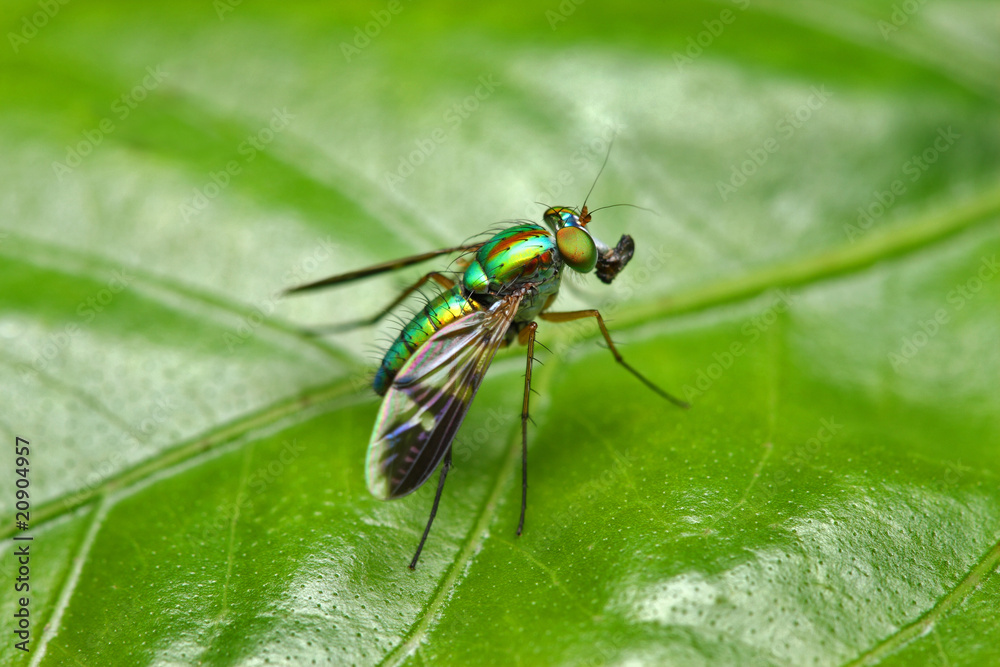 Long Legged Fly