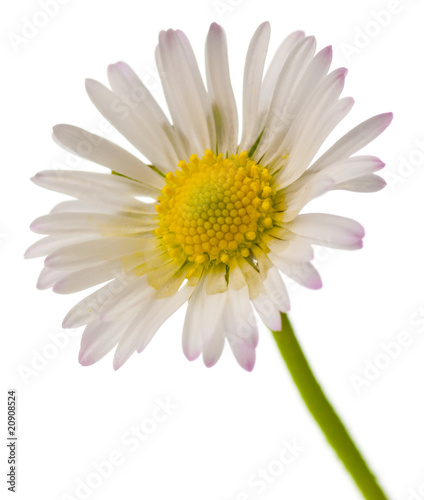 nature in spring, daisy flower isolated on a white background