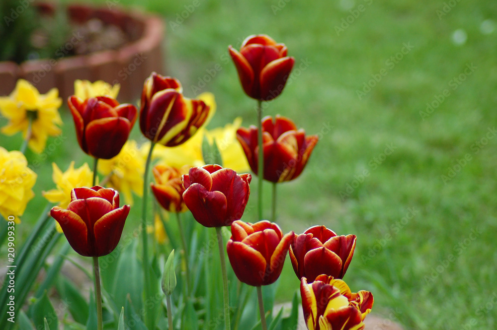 Fototapeta premium Kwiaty Tulipany