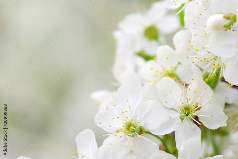 blossoms blossoms