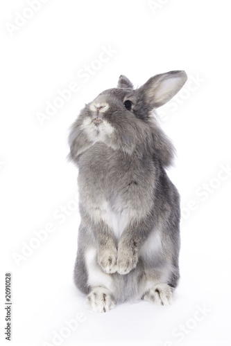 Grey leon-head dwarf rabbit standing
